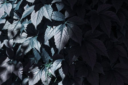 Background of a cluster of leaves illuminated by moonlight. Night foliage illuminated by the moon.
