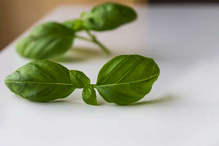 Basil leafの写真素材