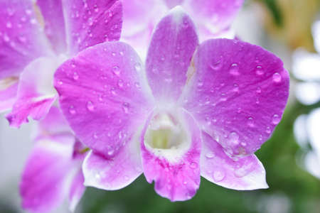 Orchidの写真素材