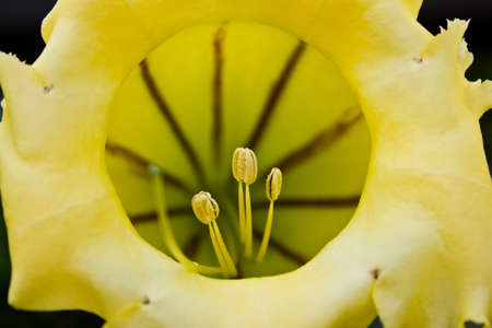 yellow flowerの写真素材