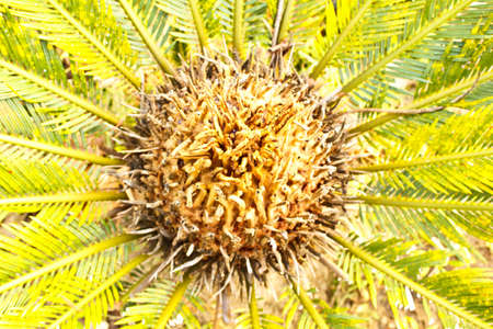 Betel palm