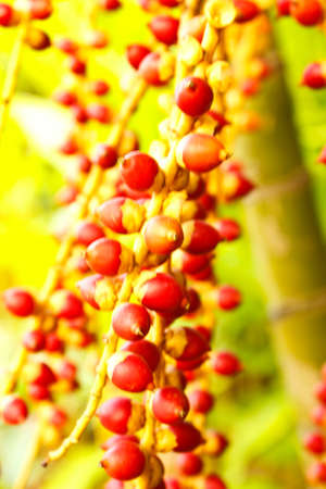 Betel palm