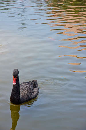 Black swanの写真素材