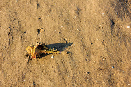Shells on the beach