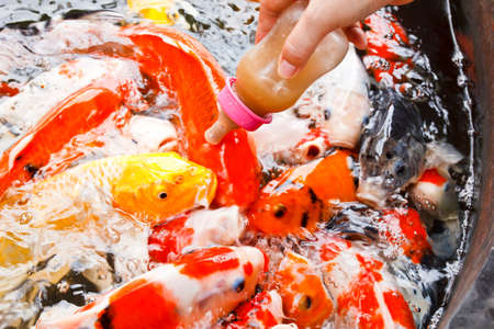 Feed Carpの写真素材