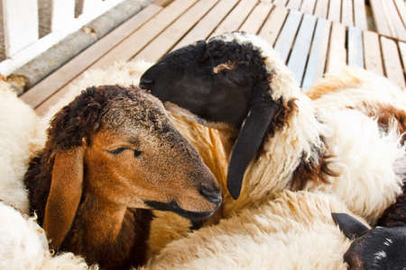 Sheep farmの写真素材