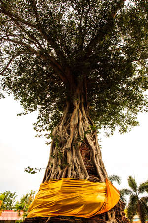 Tree in Temple of Ayutthayaの写真素材