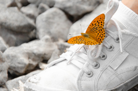 a beautiful orange butterfly delicately placed on a white shoe