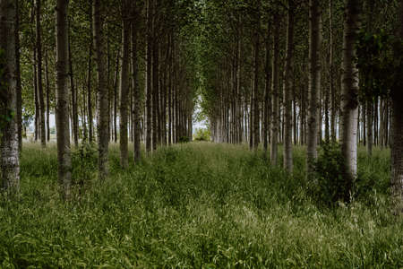 Path into a forest