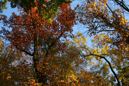 red and green autumn leaves autumnal colors