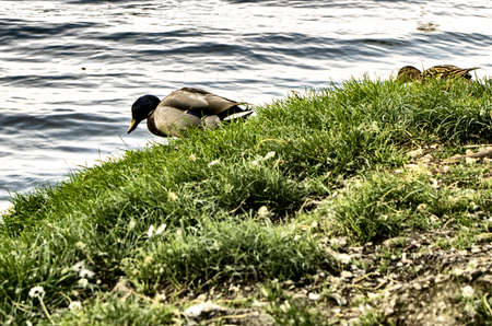 Mallard near the water