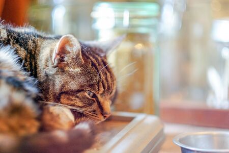 cat in the kitchenの写真素材