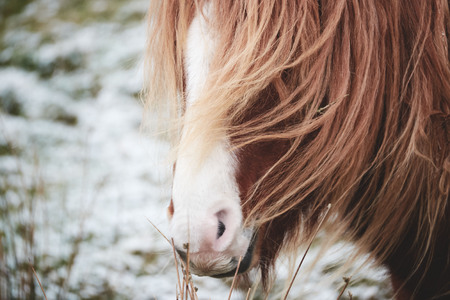 Wild horses in the brecon beacons national parkの写真素材