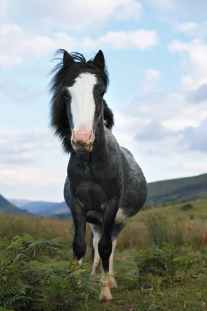 Wild ponies, windy days, brecon beacons national park