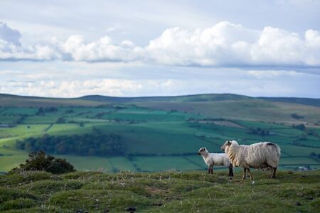 Welsh lambs, on top of a mountain in Brecon Beacons National Parkの写真素材