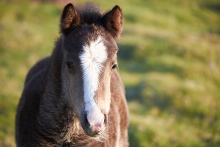 Wild horse on mountains, sunshine, wales, brecon beacons national parkの写真素材