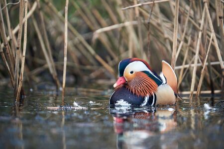 Mandarin duck at llangorse lake, in the brecon beacons national parkの写真素材