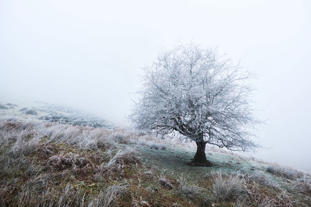 Frosty day in coutrysideの写真素材