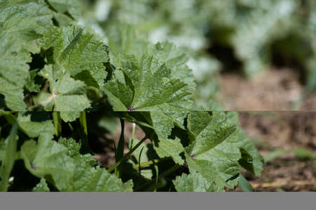 A closeup shot of green leaves of a plant in the gardenの写真素材