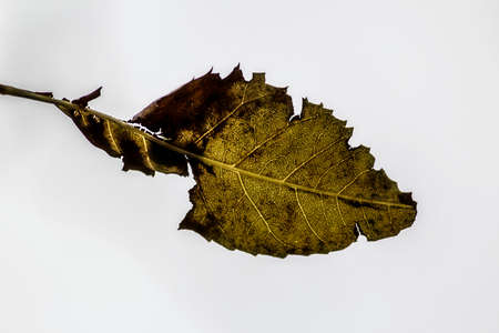 Autumnの写真素材