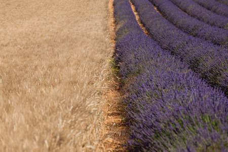 Corn and lavenderの写真素材