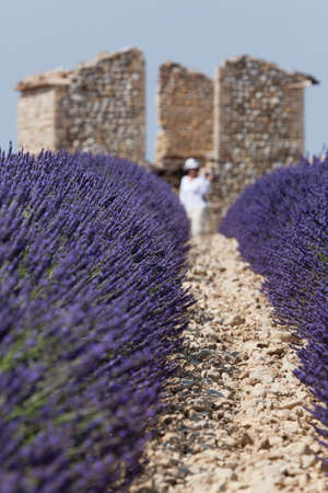Ruins in a lavender fieldの写真素材