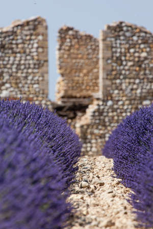 Ruins in a lavender fieldの写真素材