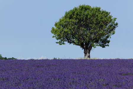 Green tree in a lavender fieldの写真素材