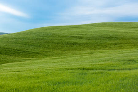 deep green Tuscany meadows under a deep blue skyの写真素材