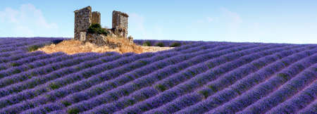 Panoramic view of lavender fields in Provence, Franceの写真素材
