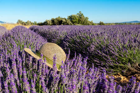 Lavender fields with hat in summer, Provence, Franceの写真素材
