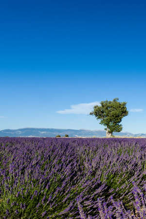 Lavender fields with lonely tree in Provence, Franceの写真素材