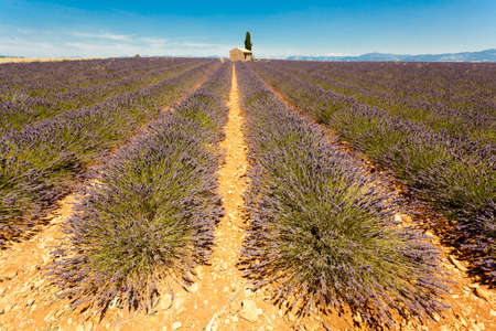 Abstract view of lavender fields in Provence, Franceの写真素材
