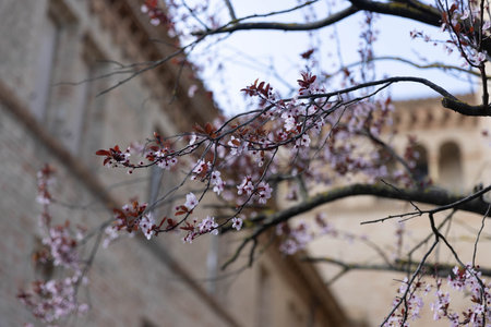 Close up of a peachの写真素材