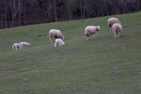 A sheep looking at the cameraの写真素材