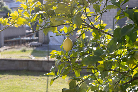 A lemon tree shot in the morningの写真素材