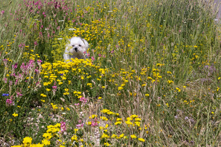 Maltese dog between flowers in Castelluccioの写真素材