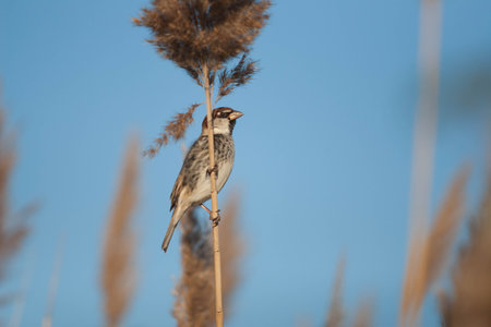 Little bird standing stillの写真素材