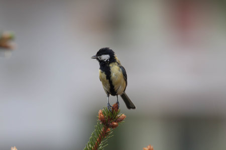 A bird standing still during daylightの写真素材