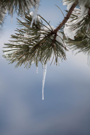 Icing tree during winter shot during daylightの写真素材