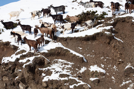 Cattles in the snow shot during daytimeの写真素材