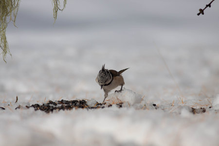 Little bird standing still on the groundの写真素材