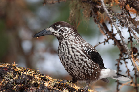 Little bird standing still on the groundの写真素材
