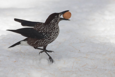 Little bird standing still on the ground