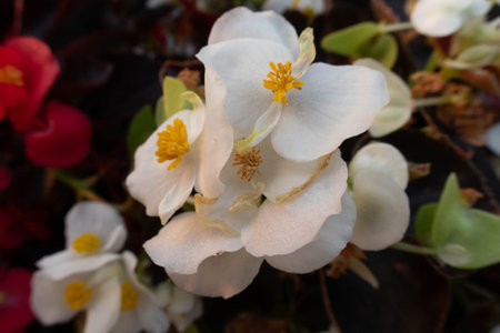 Colorful flower shot during daytimeの写真素材