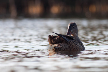 Goose in the natural reserve of Sentinaの写真素材