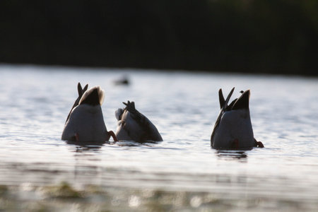 Goose in the natural reserve of Sentinaの写真素材