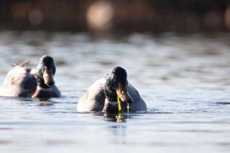 Goose in the natural reserve of Sentinaの写真素材