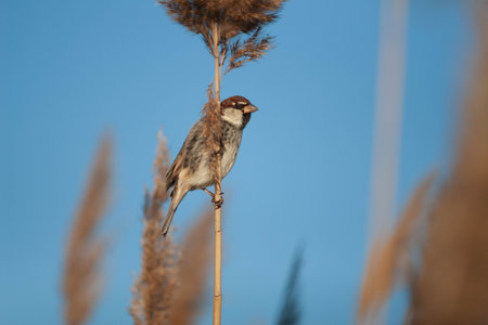 Little bird standing still in a sunny dayの写真素材