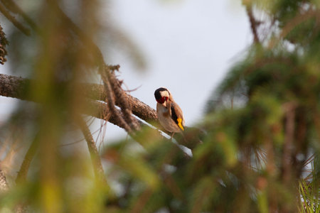 Little bird standing still in a sunny dayの写真素材